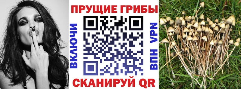 Псилоцибиновые грибы Cubensis  Купить где  Светогорск 